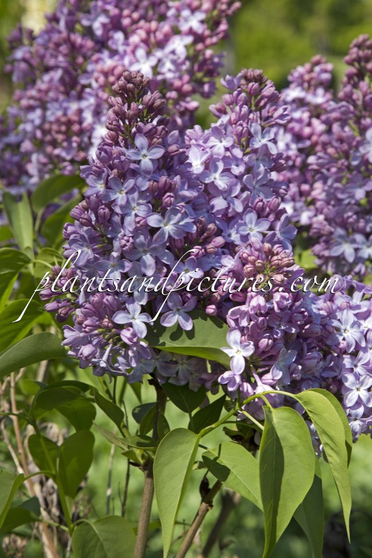 Syringa vulgaris ‘Ambassadeur’