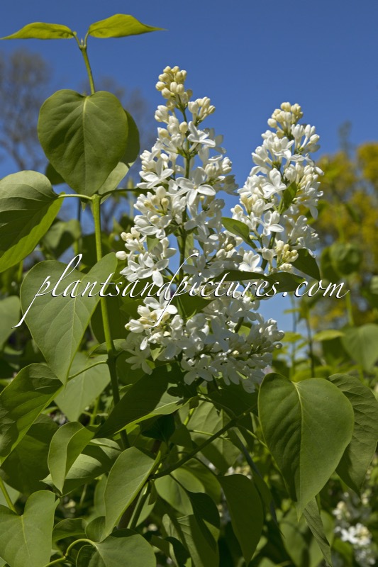 Syringa vulgaris ‘Riet Bruidegom’
