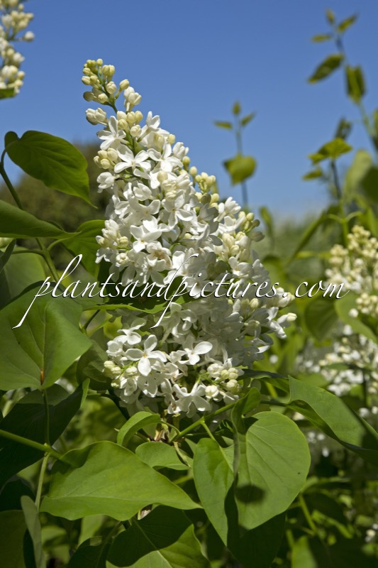 Syringa vulgaris ‘Riet Bruidegom’
