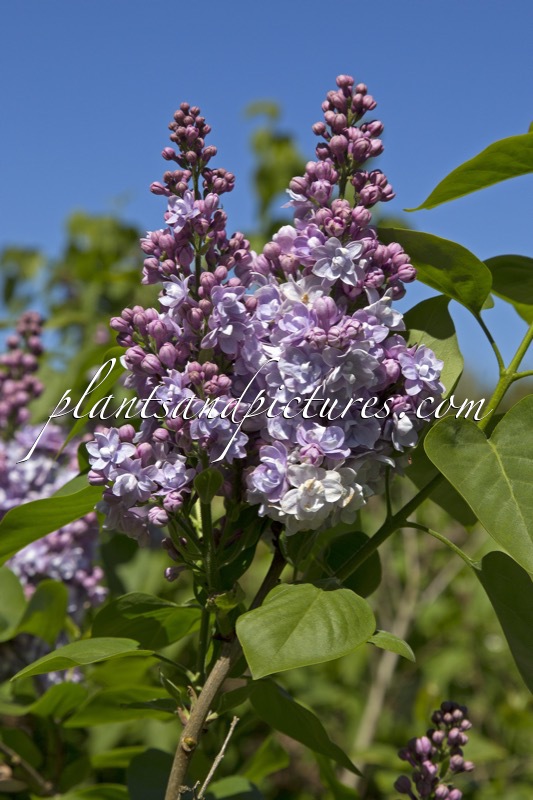 Syringa vulgaris ‘Victor Lemoine’