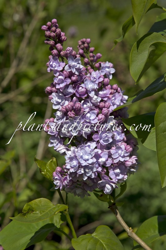 Syringa vulgaris ‘Victor Lemoine’