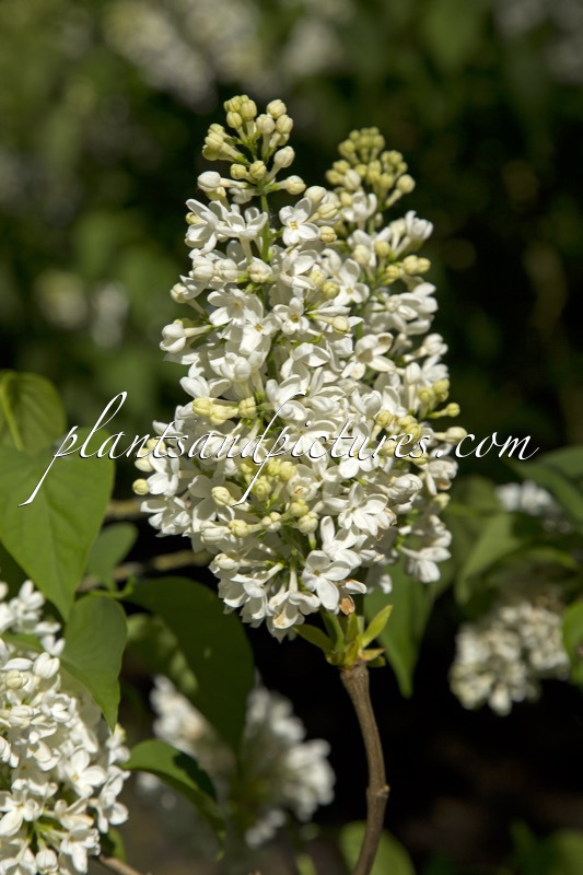 Syringa vulgaris ‘Jan van Tol’