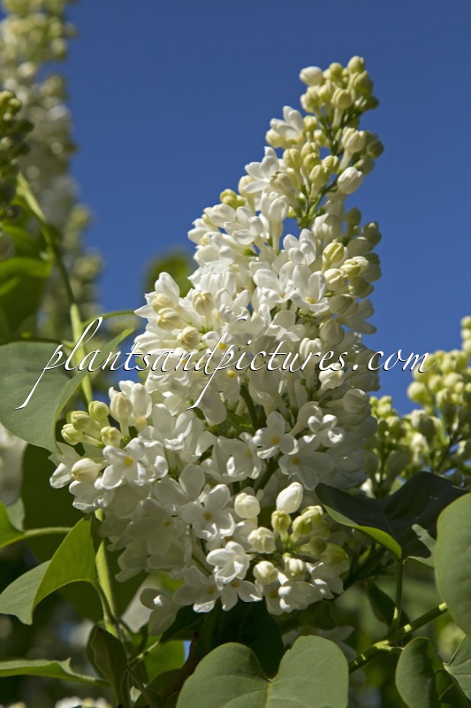 Syringa vulgaris ‘Excellent’