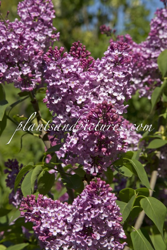Syringa vulgaris ‘Géant de Batailles’