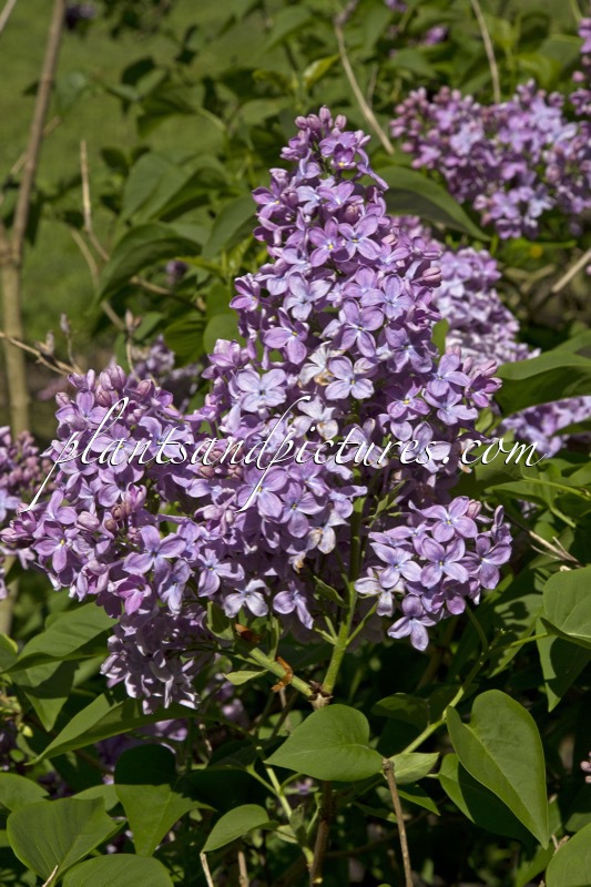 Syringa vulgaris ‘Maurice Barrès’
