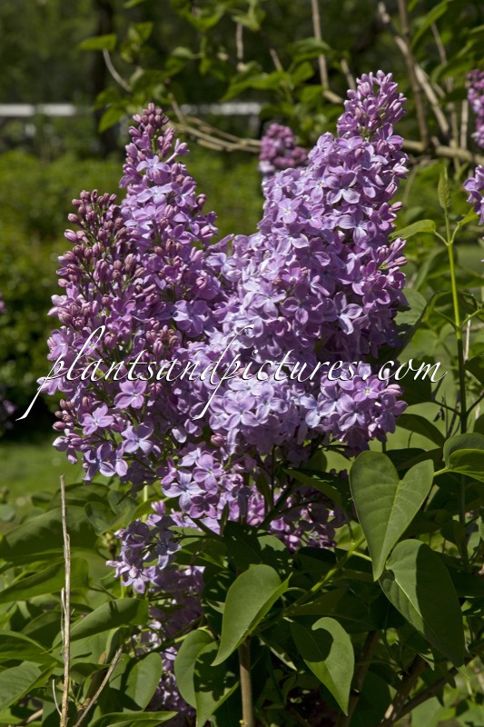 Syringa vulgaris ‘Maurice Barrès’