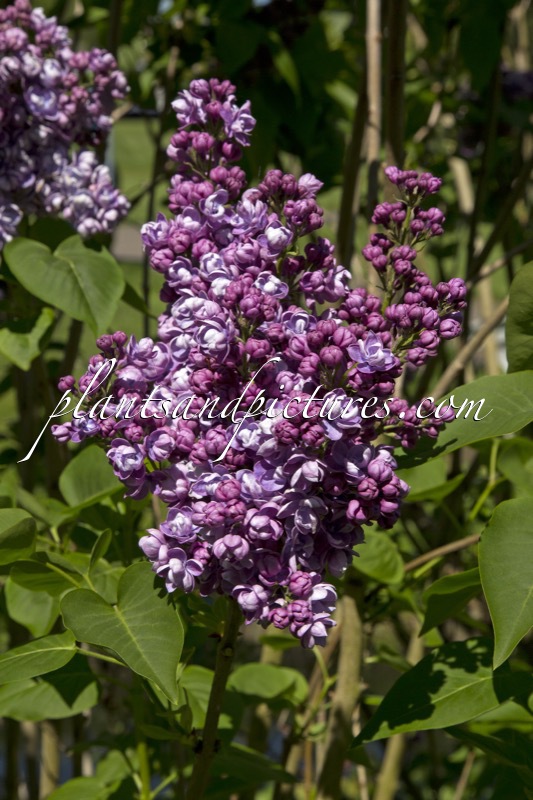 Syringa vulgaris ‘Alphonse Lavallée’