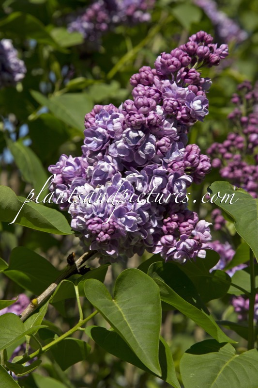 Syringa vulgaris ‘Alphonse Lavallée’