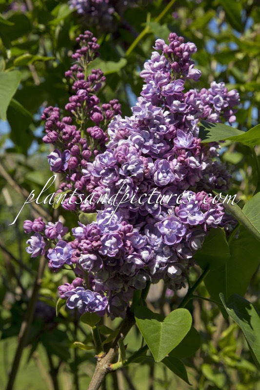 Syringa vulgaris ‘Alphonse Lavallée’