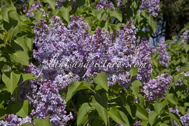 Syringa vulgaris ‘Mme Antoine Buchner’