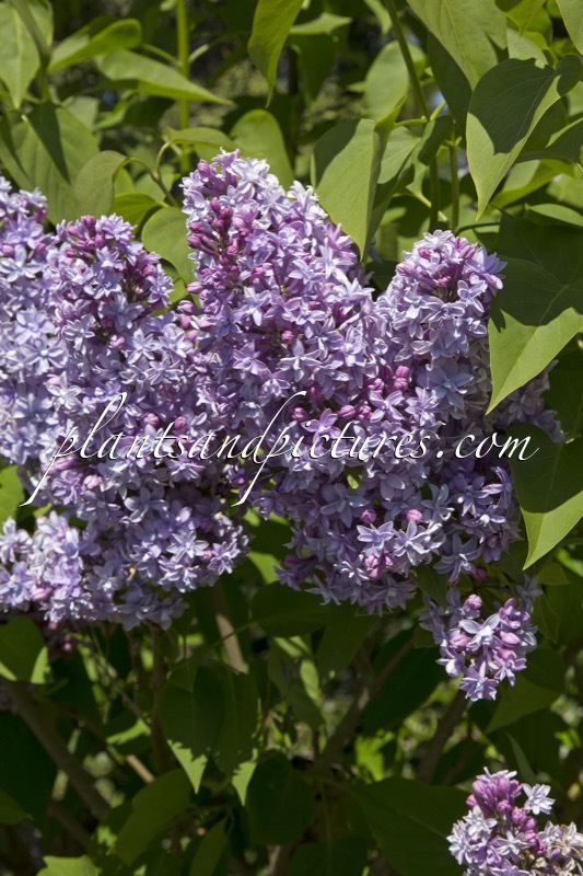 Syringa vulgaris ‘Mme Antoine Buchner’
