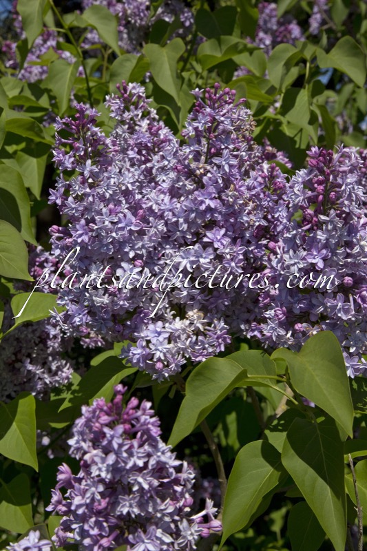 Syringa vulgaris ‘Mme Antoine Buchner’