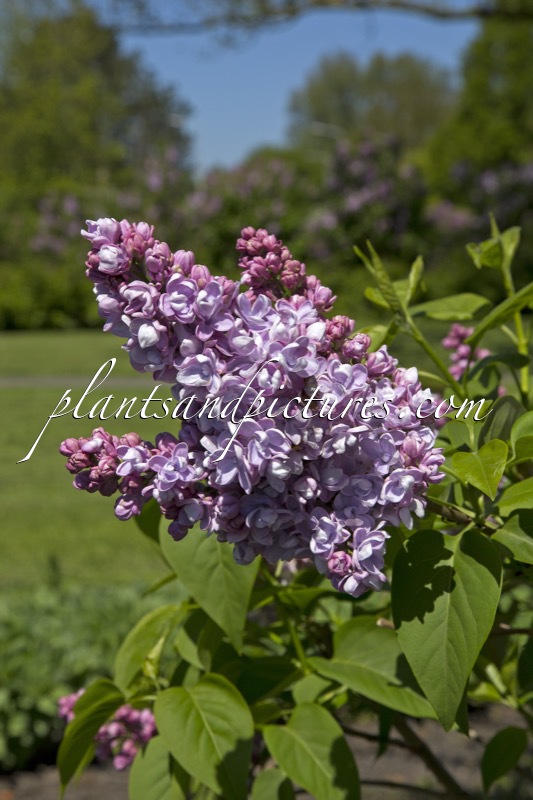 Syringa vulgaris ‘Margot Grunewald’
