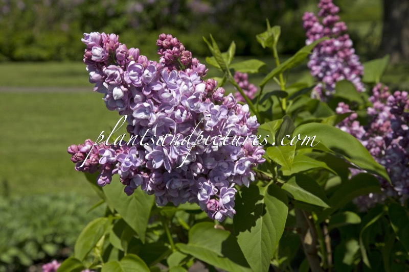 Syringa vulgaris ‘Margot Grunewald’