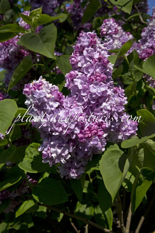 Syringa vulgaris ‘Katherine Havemeyer’