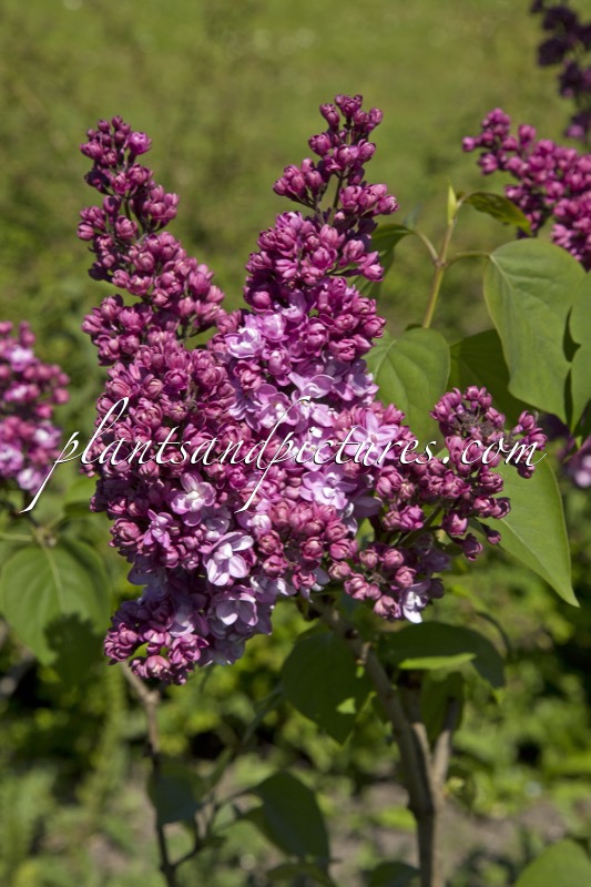 Syringa vulgaris ‘Paul Thirion’