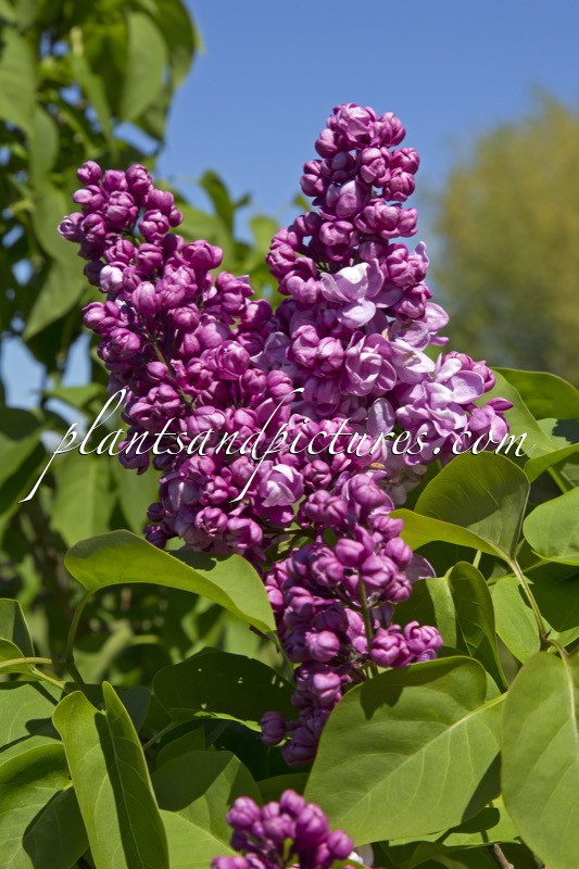 Syringa vulgaris ‘Capitaine Perrault’