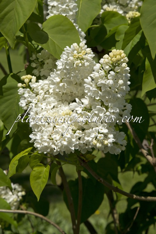 Syringa vulgaris ‘Mme Florent Stepman’