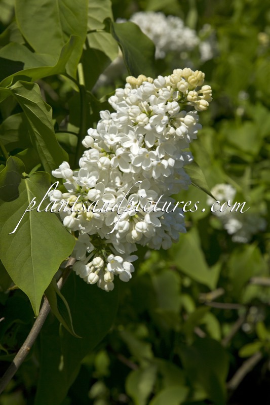 Syringa vulgaris ‘Mme Florent Stepman’