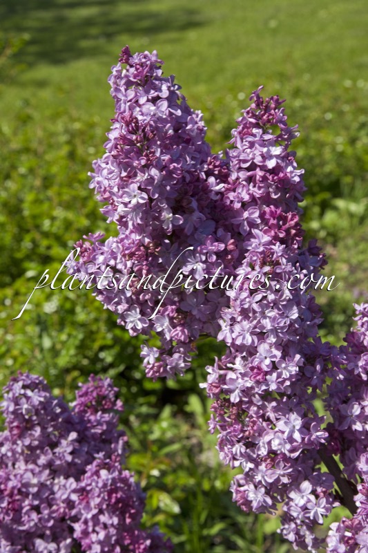 Syringa vulgaris ‘Président Loubet’