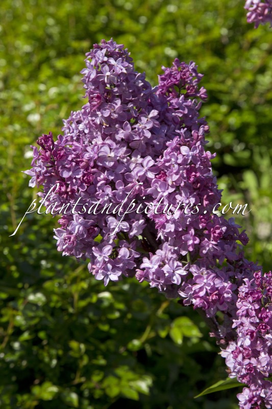 Syringa vulgaris ‘Président Loubet’