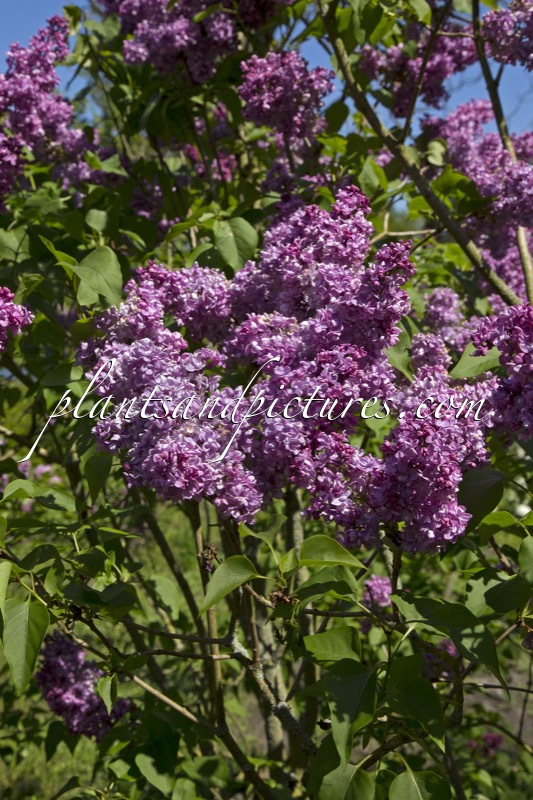 Syringa vulgaris ‘Maréchal de Bassompierre’