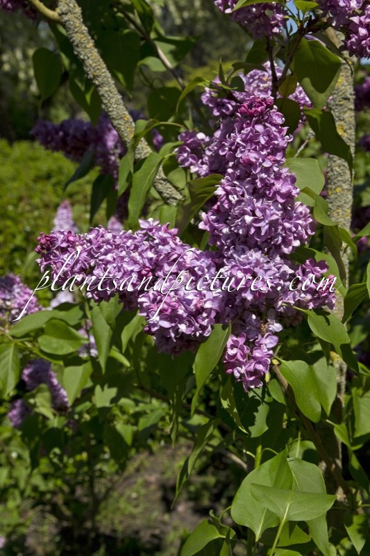 Syringa vulgaris ‘Maréchal de Bassompierre’