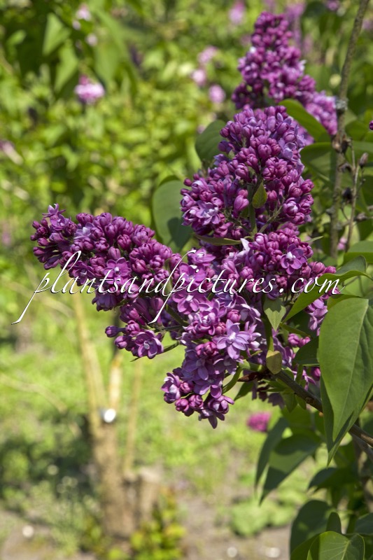 Syringa vulgaris ‘Georges Bellaire’