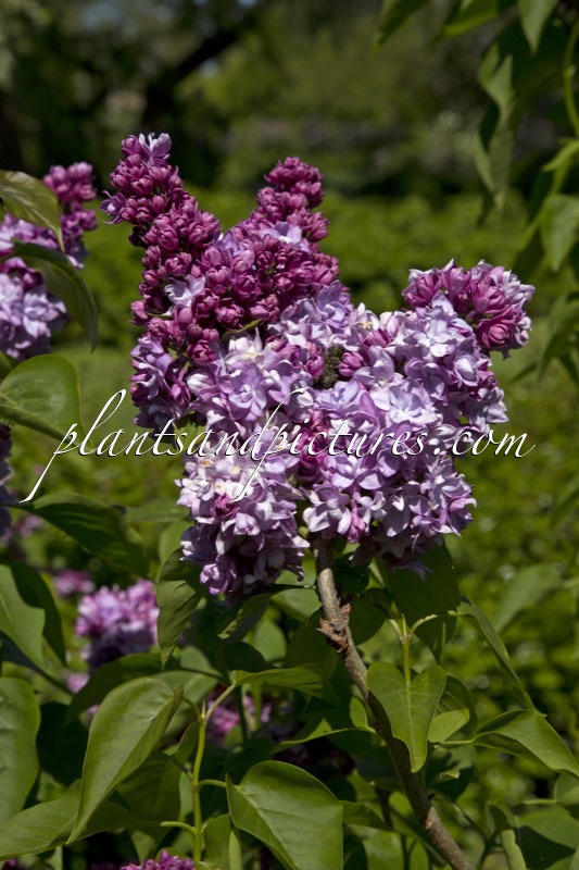 Syringa vulgaris ‘Président Poincaré’