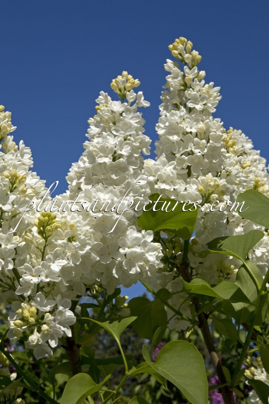 Syringa vulgaris ‘Gerrie Schoonenberg’