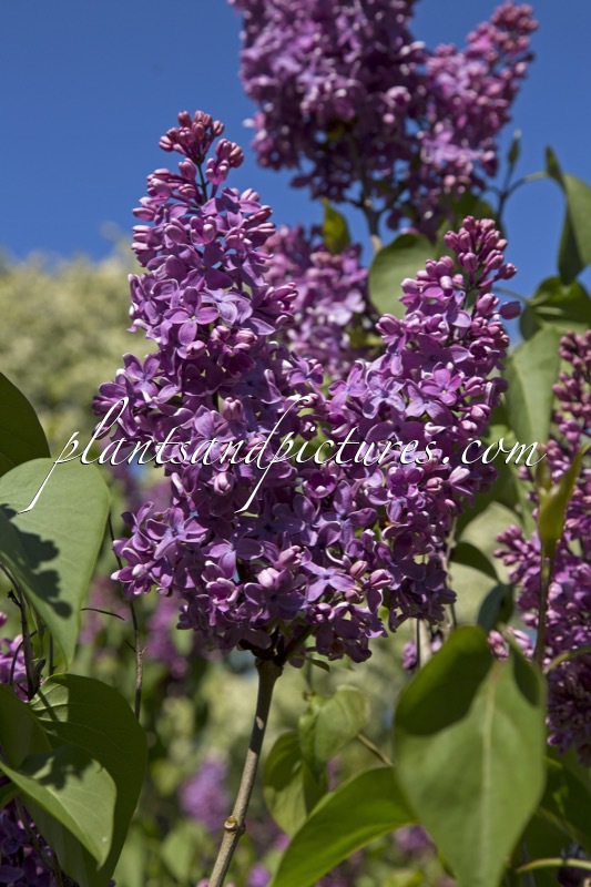 Syringa vulgaris ‘Voorzitter Dix’