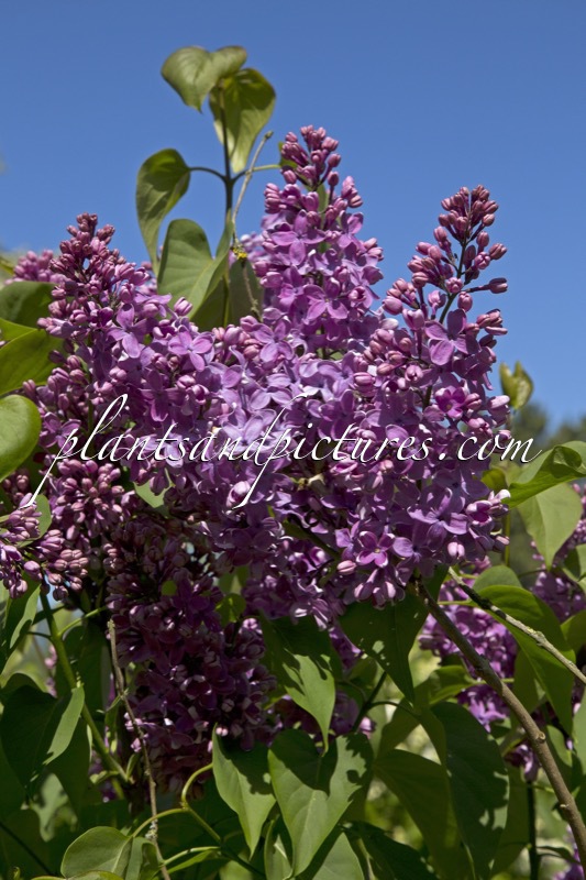 Syringa vulgaris ‘Voorzitter Dix’
