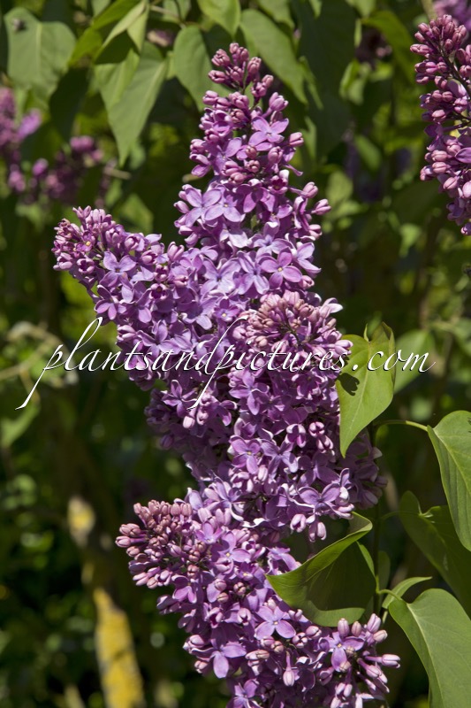 Syringa vulgaris ‘Voorzitter Dix’