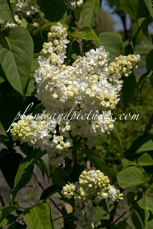Syringa vulgaris ‘Princesse Clémentine’