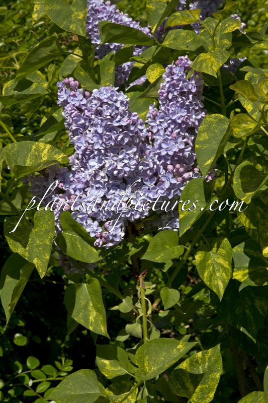 Syringa vulgaris ‘Aucubaefolia’
