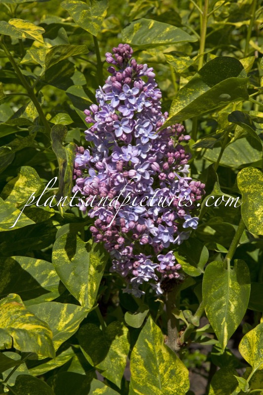 Syringa vulgaris ‘Aucubaefolia’