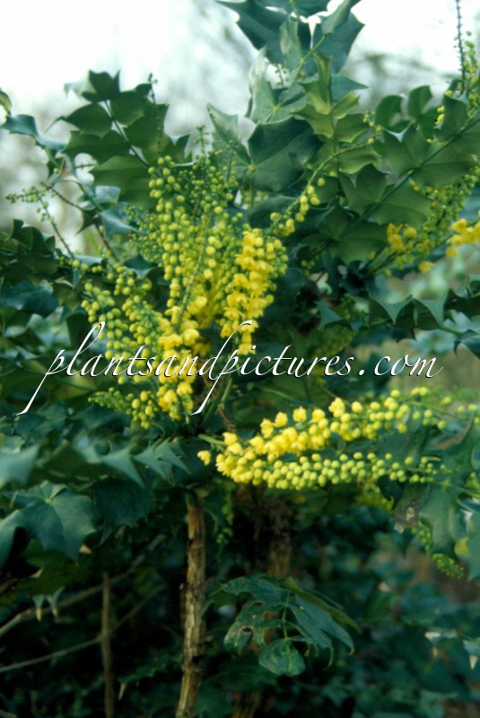 Mahonia media ‘Arthur Menzies’