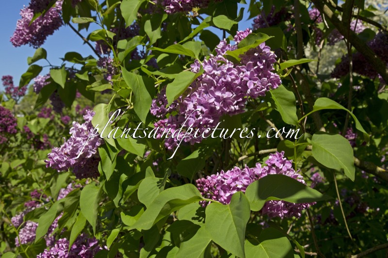 Syringa vulgaris ‘Annie Ouwerkerk’