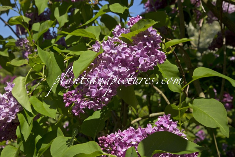 Syringa vulgaris ‘Annie Ouwerkerk’