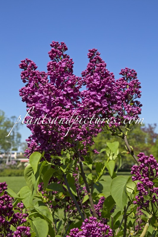 Syringa vulgaris ‘Etna’