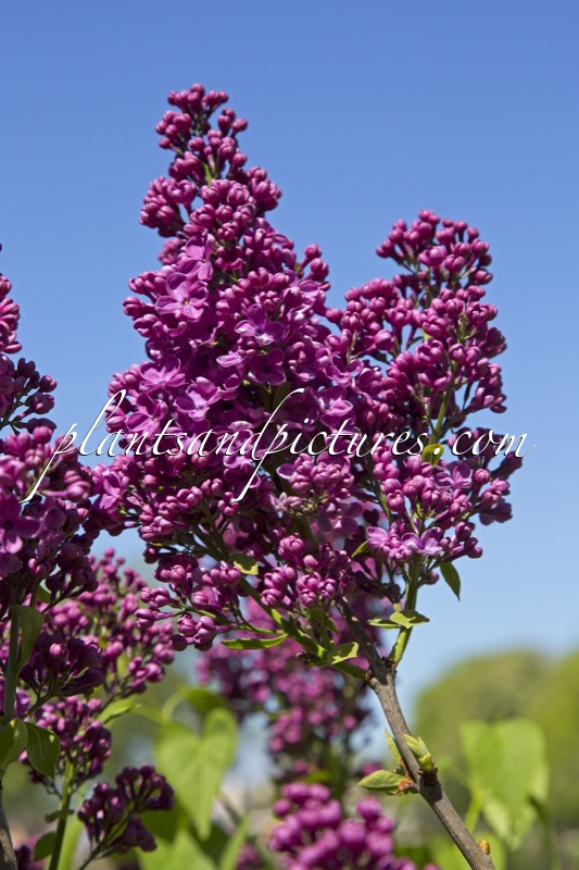 Syringa vulgaris ‘Etna’