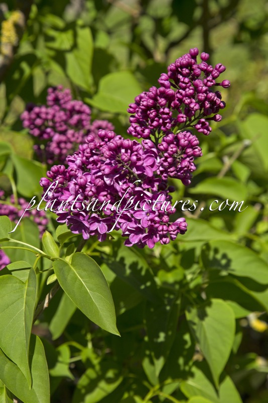 Syringa vulgaris ‘Etna’