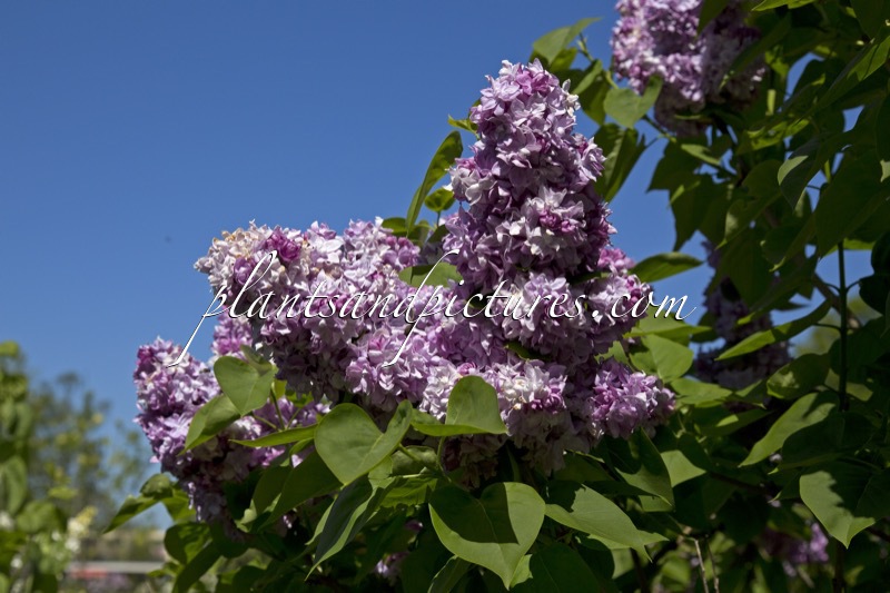 Syringa vulgaris ‘Charles Joly’