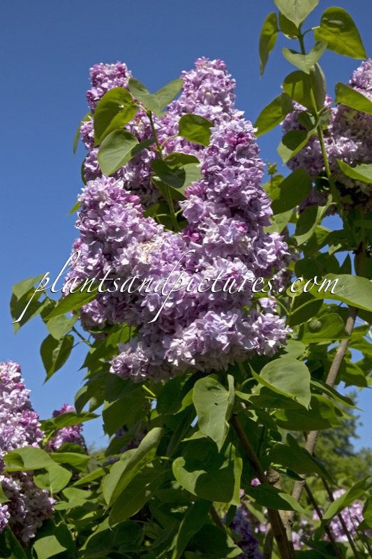 Syringa vulgaris ‘Charles Joly’