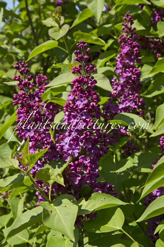 Syringa vulgaris ‘Andenken an Ludwig Späth’