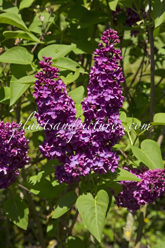 Syringa vulgaris ‘Andenken an Ludwig Späth’
