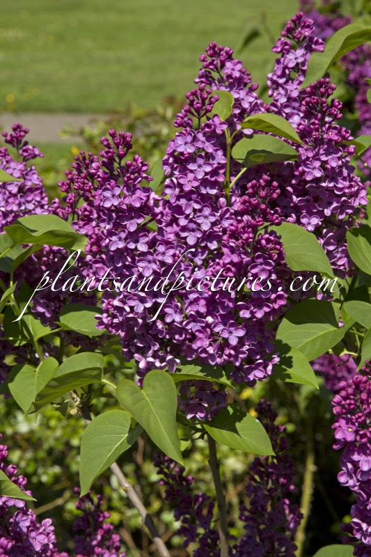 Syringa vulgaris ‘Andenken an Ludwig Späth’