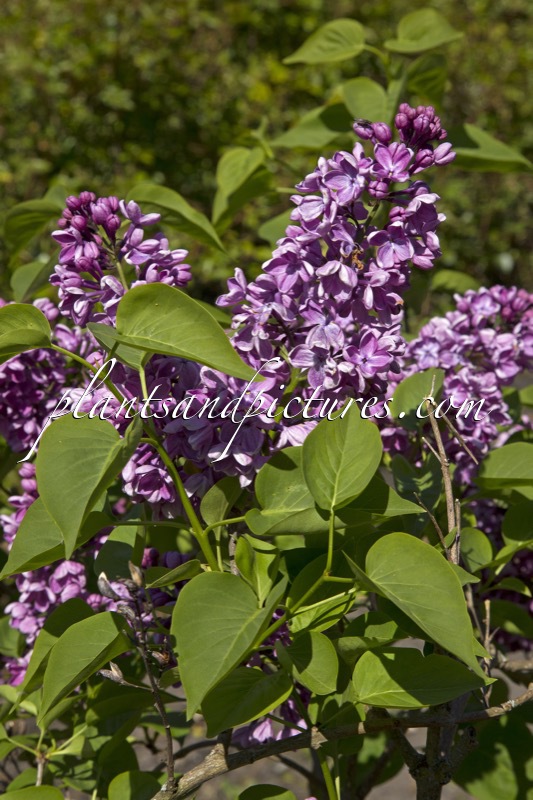 Syringa vulgaris ‘G.J. Baardse’