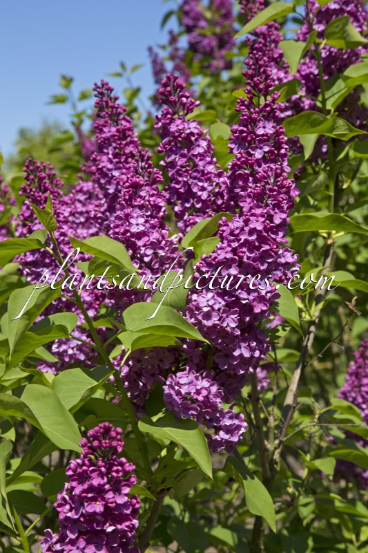 Syringa vulgaris ‘Dr Lindley’
