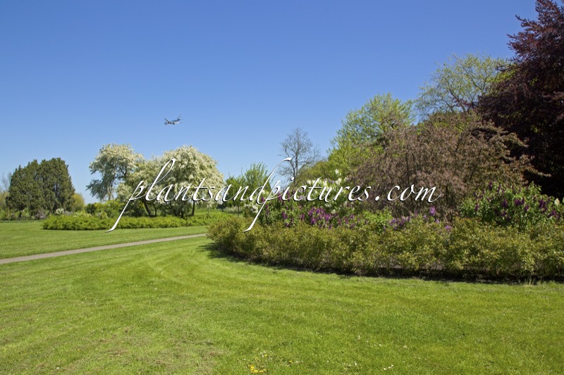 Seringenpark Aalsmeer